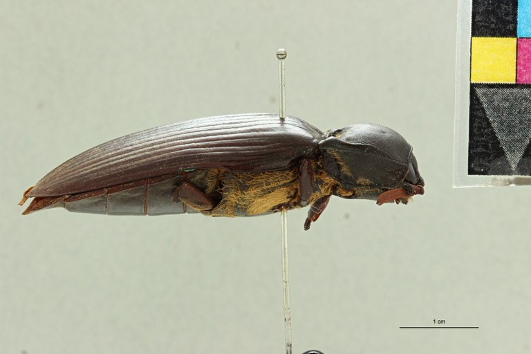 Tetralobus dufouri lt L ZS PMax Scaled.jpeg