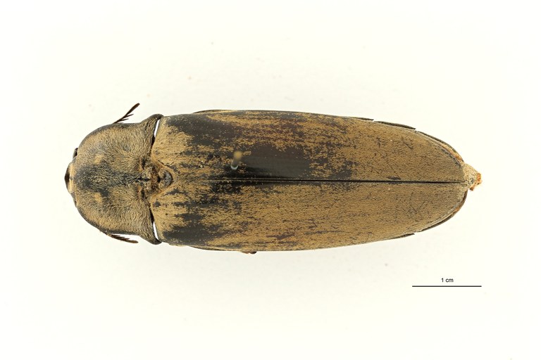 Tetralobus flabellicornis var albicans t D ZS PMax Scaled.jpeg Tetralobus flabellicornis var albicans t D ZS PMax Scaled.jpeg