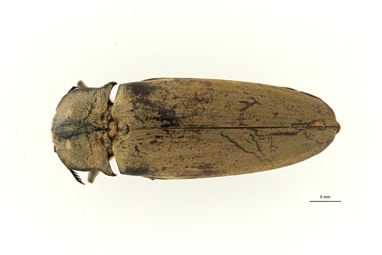 Tetralobus flabellicornis var albicans t D ZS PMax Scaled.jpeg Tetralobus flabellicornis var albicans t D ZS PMax Scaled.jpeg