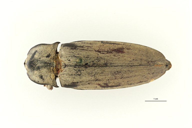 Tetralobus flabellicornis var albicans t D ZS PMax Scaled.jpeg