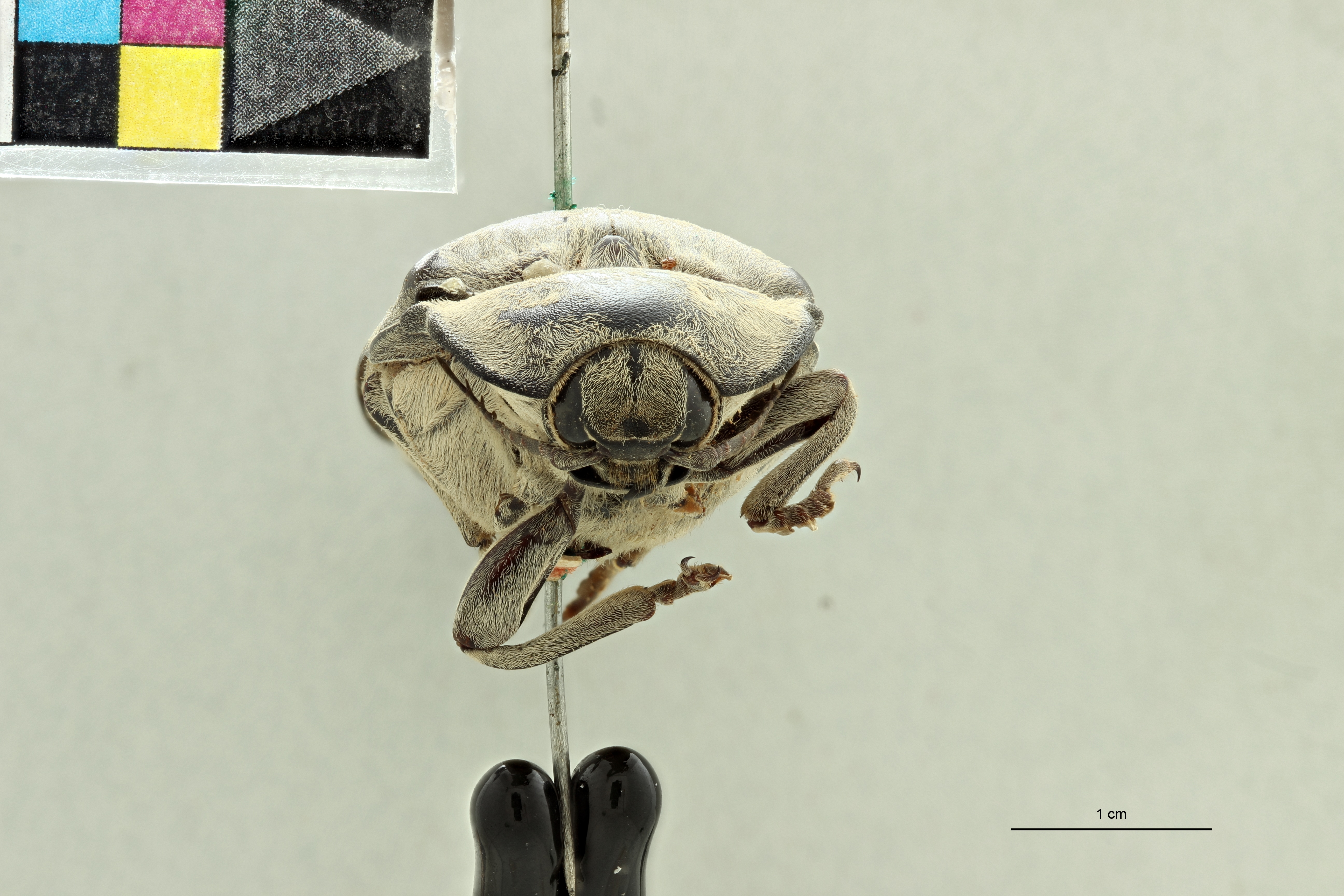 Tetralobus flabellicornis var albicans t F ZS PMax Scaled.jpeg