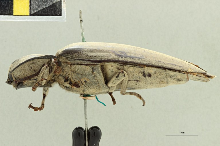 Tetralobus flabellicornis var albicans t L ZS PMax Scaled.jpeg Tetralobus flabellicornis var albicans t L ZS PMax Scaled.jpeg