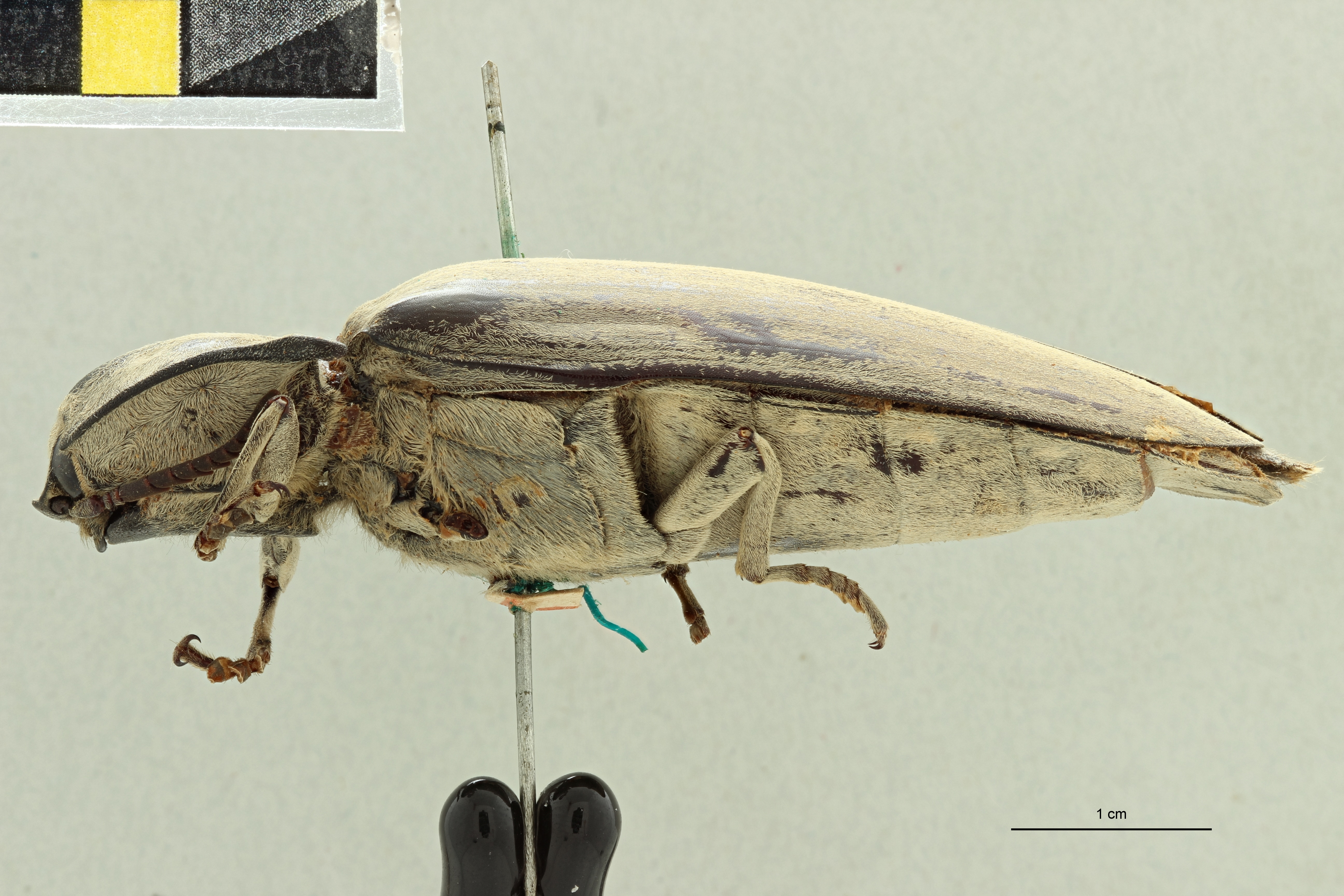 Tetralobus flabellicornis var albicans t L ZS PMax Scaled.jpeg