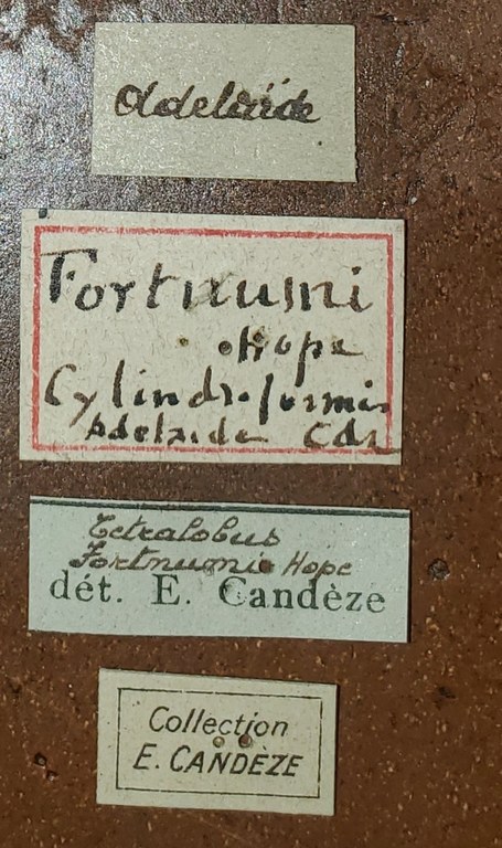 Tetralobus fortnumi Pt Labels 1.jpg
