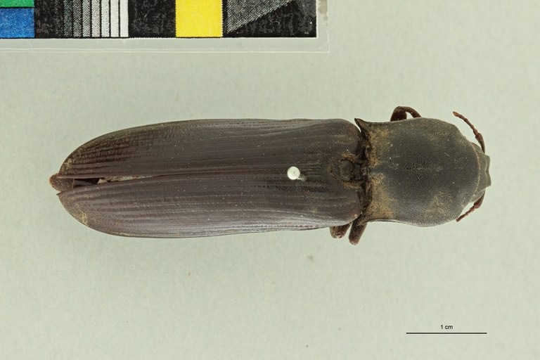 Tetralobus fortnumi Pt D.jpg