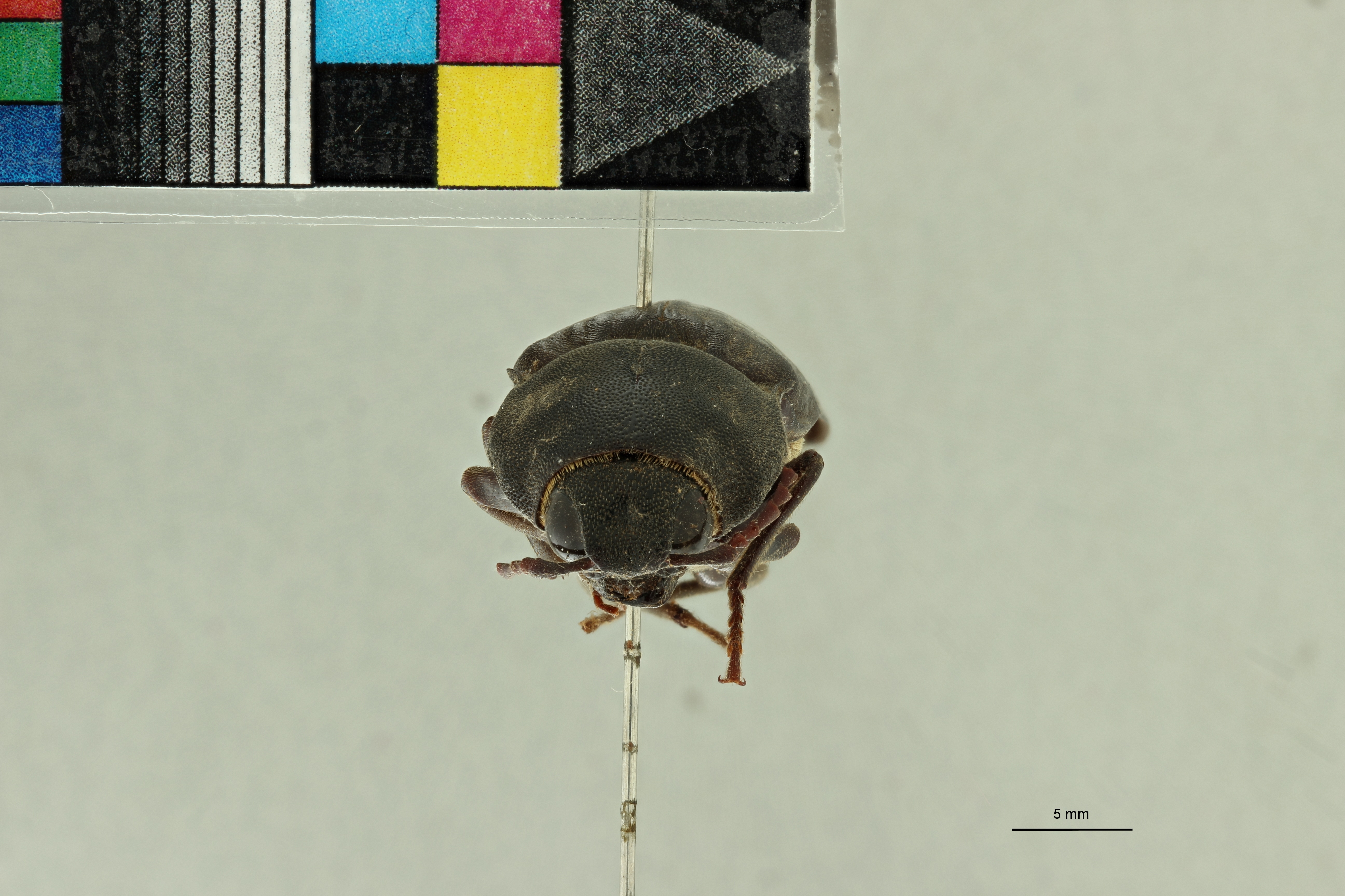 Tetralobus fortnumi Pt F.jpg