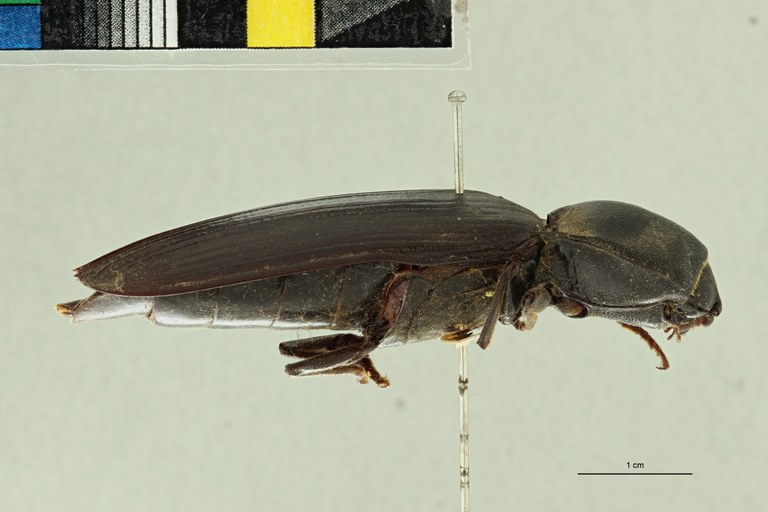 Tetralobus fortnumi Pt L.jpg