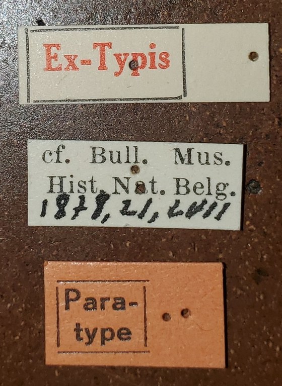 Tetralobus fortnumi Pt Labels 2.jpg