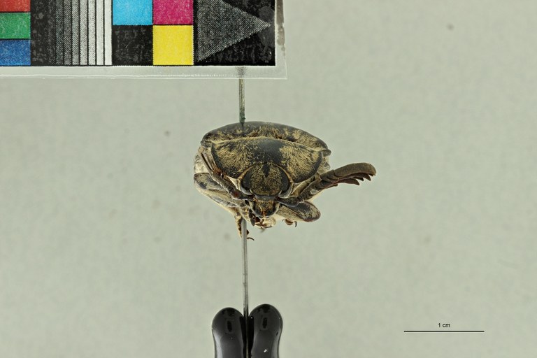 Tetralobus hopei at F ZS PMax Scaled.jpeg