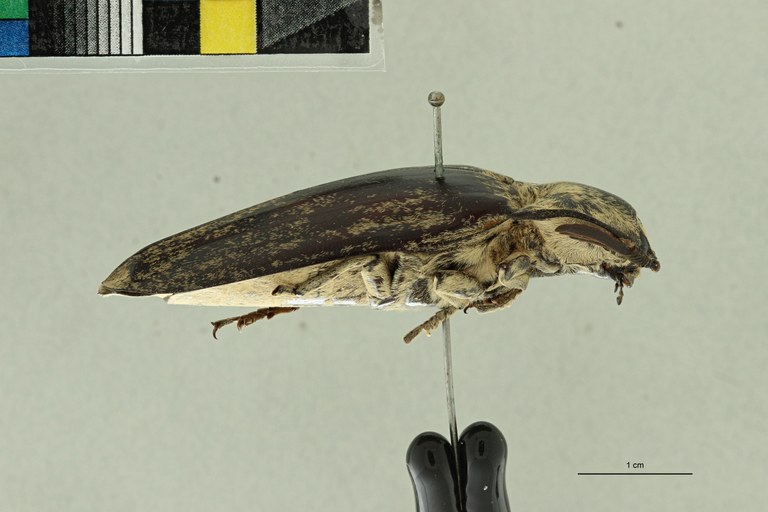 Tetralobus hopei at L ZS PMax Scaled.jpeg