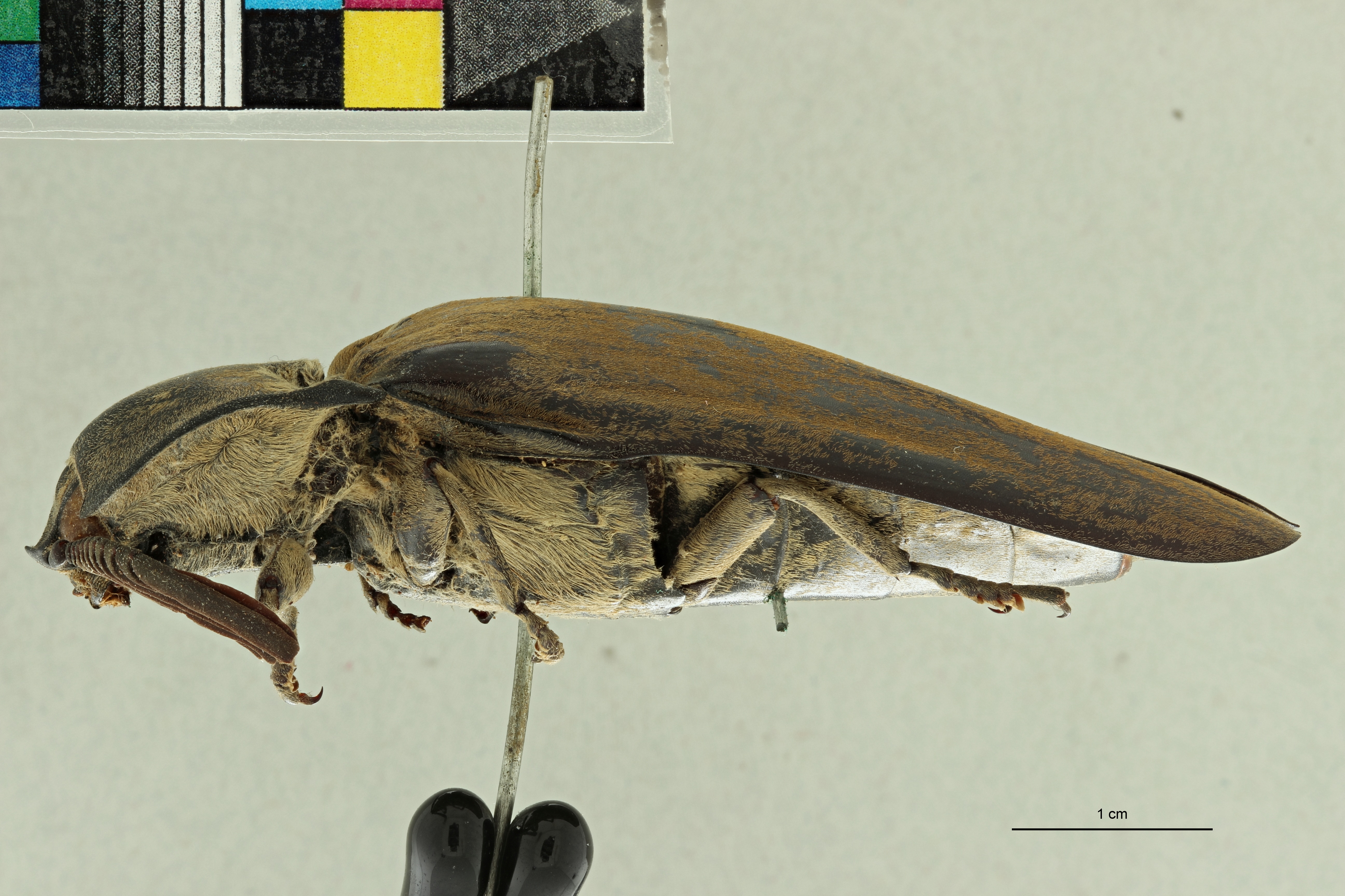 Tetralobus livingstonei t L ZS PMax Scaled.jpeg