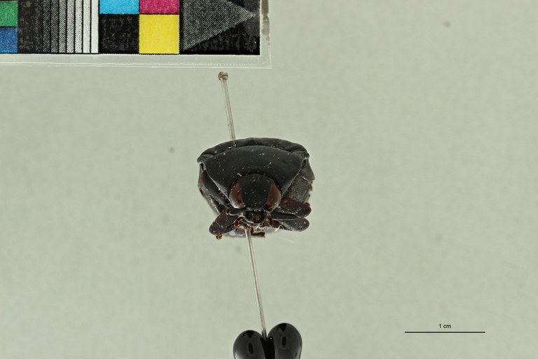 Tetralobus crassicollis t F ZS PMax Scaled.jpeg