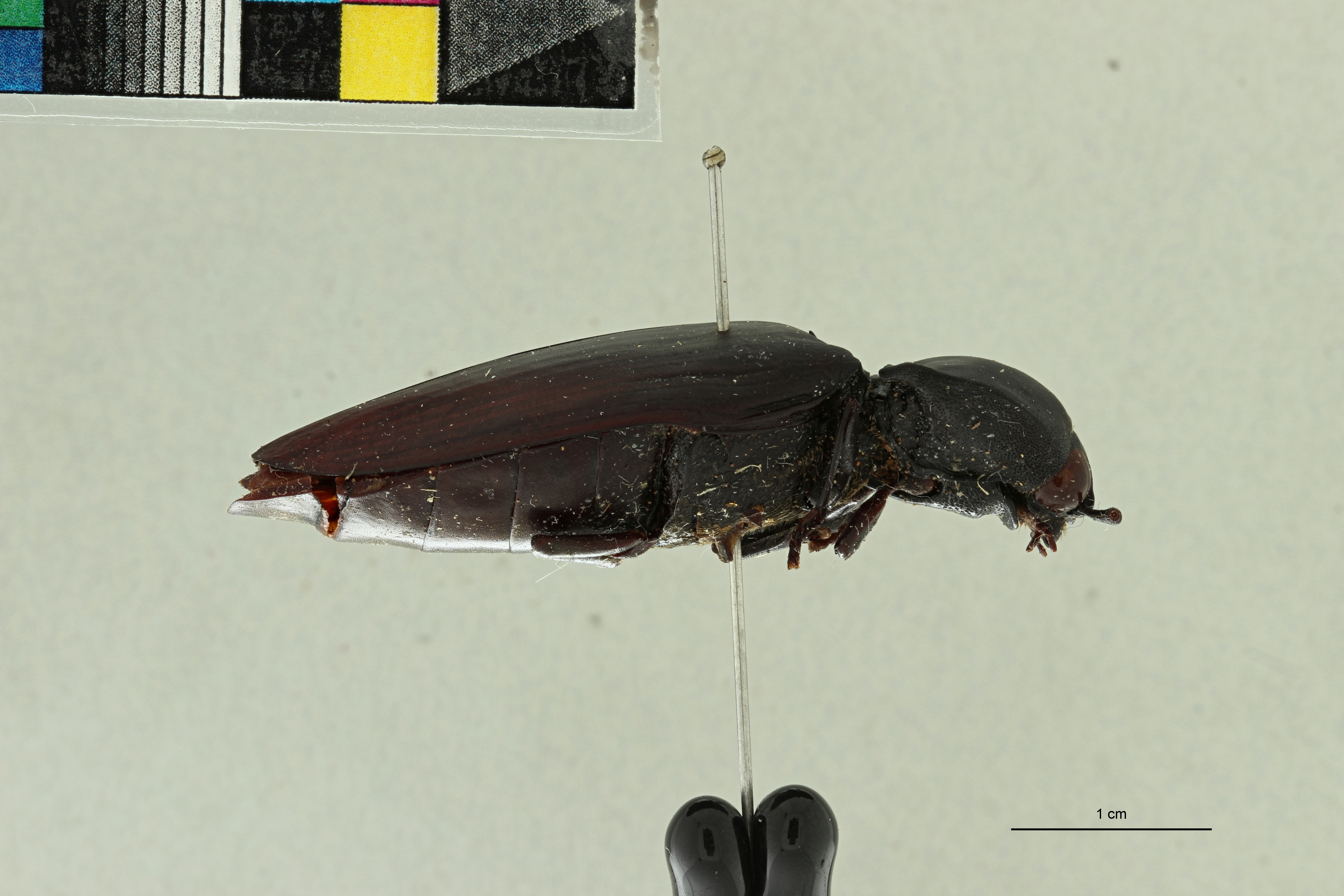 Tetralobus crassicollis t L ZS PMax Scaled.jpeg