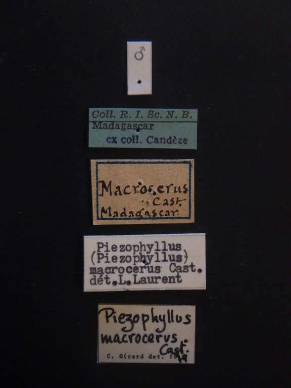 Tetralobus macrocerus M Labels.JPG