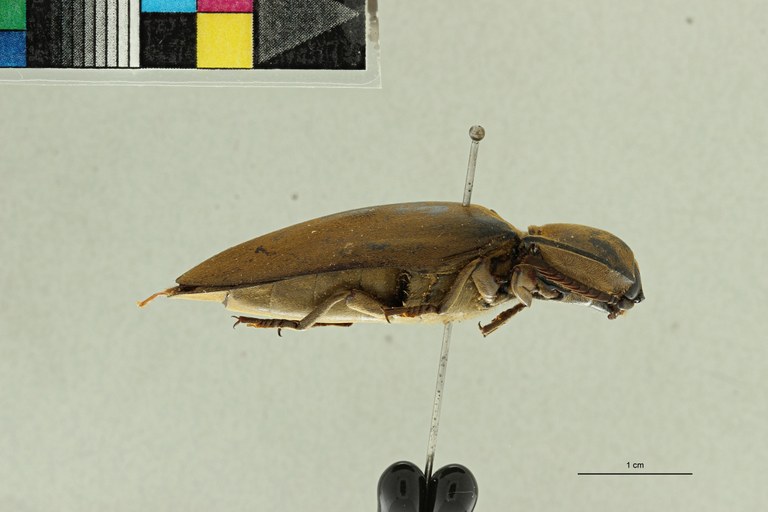 Tetralobus mystacinus at L ZS PMax Scaled.jpeg