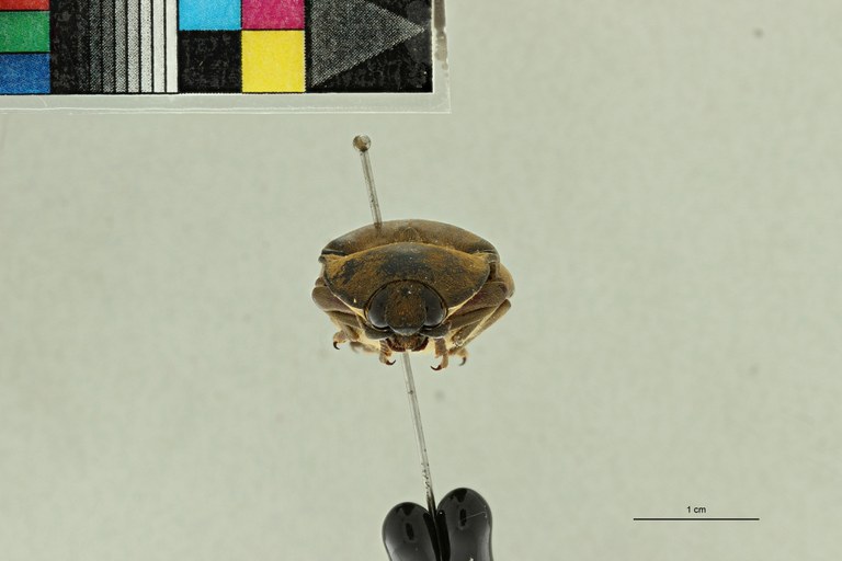 Tetralobus mystacinus at F ZS PMax Scaled.jpeg