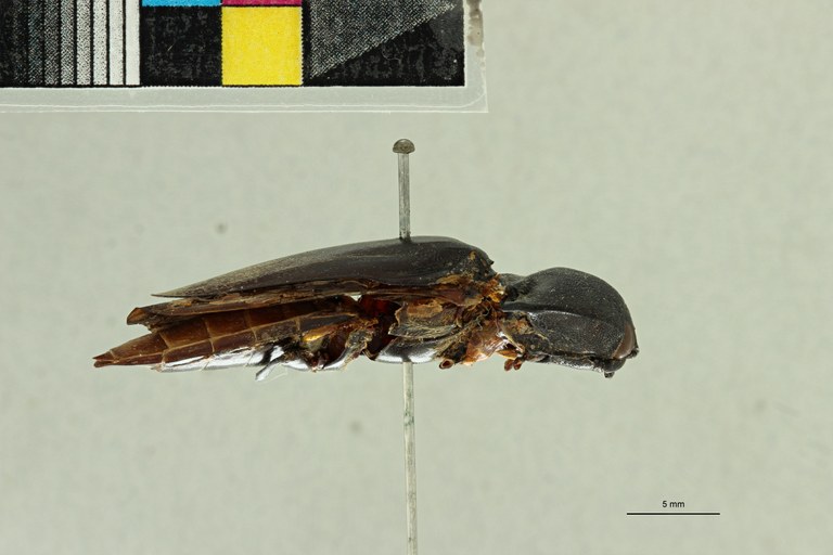 Tetralobus raffrayi t L ZS PMax Scaled.jpeg