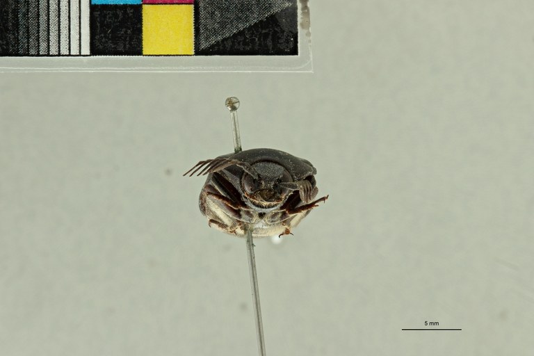 Tetralobus raffrayi var. fleutiauxi pt F ZS PMax Scaled.jpeg Tetralobus raffrayi var. fleutiauxi pt F ZS PMax Scaled.jpeg