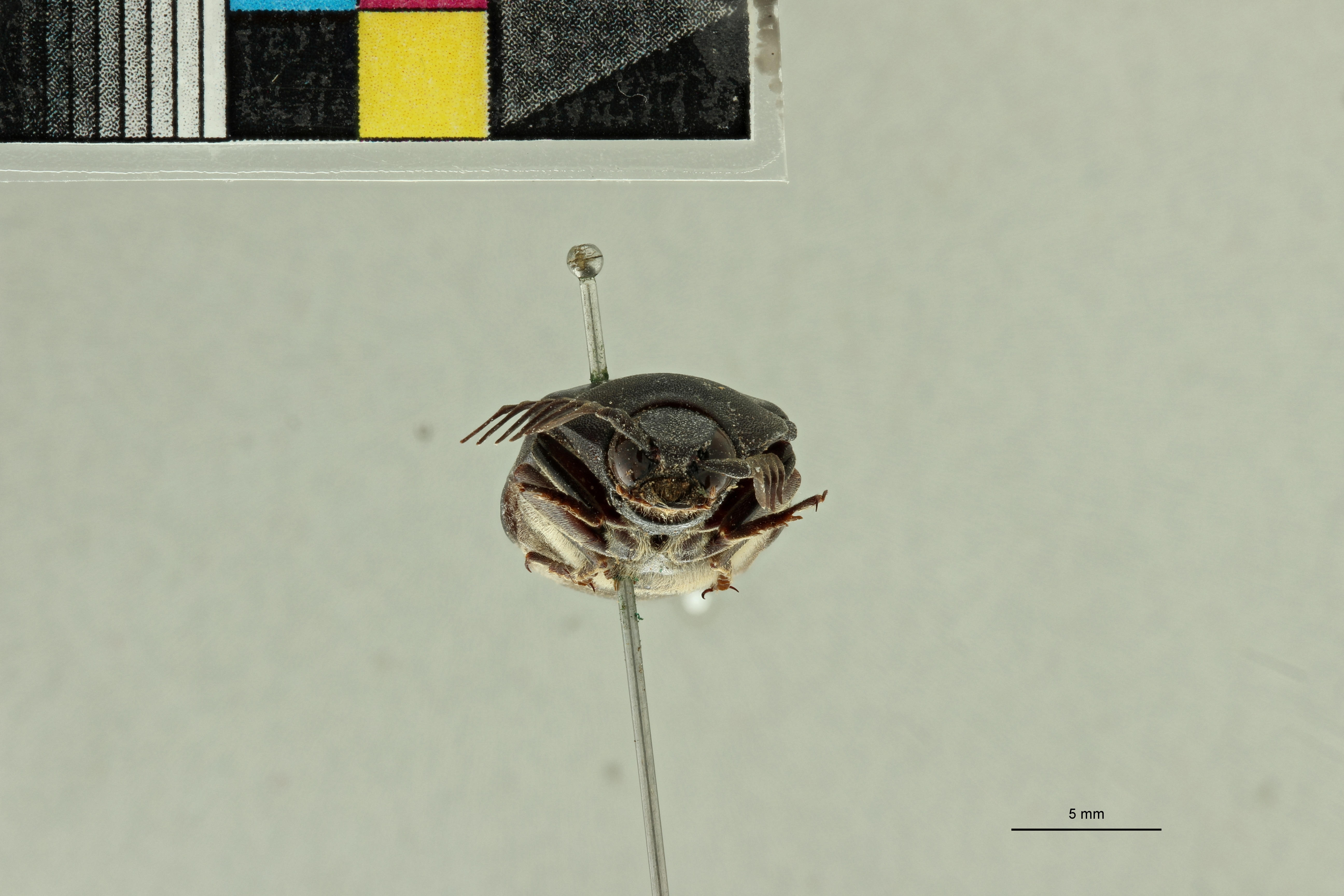 Tetralobus raffrayi var. fleutiauxi pt F ZS PMax Scaled.jpeg
