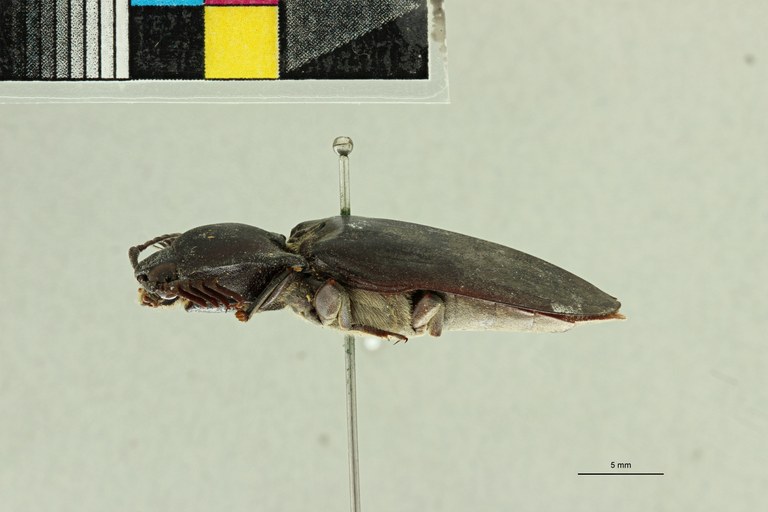Tetralobus raffrayi var. fleutiauxi pt L ZS PMax Scaled.jpeg Tetralobus raffrayi var. fleutiauxi pt L ZS PMax Scaled.jpeg