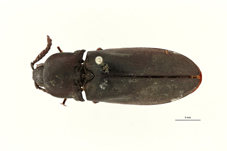 Tetralobus raffrayi var. fleutiauxi pt D ZS PMax Scaled.jpeg Tetralobus raffrayi var. fleutiauxi pt D ZS PMax Scaled.jpeg