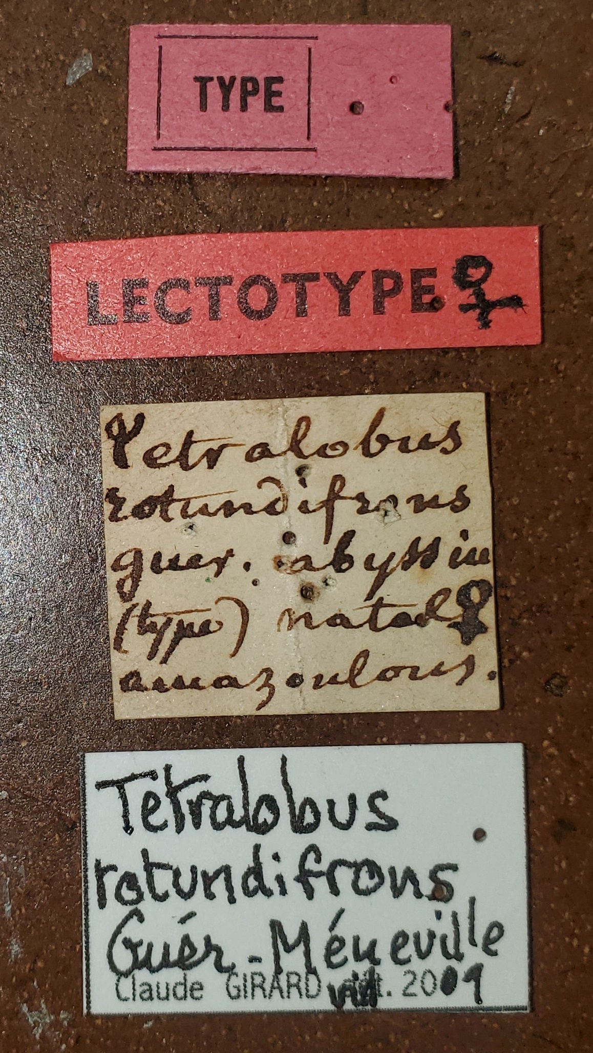 Tetralobus rotundifrons F Lt Labels.jpg