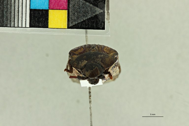 Tetralobus sobrinus t F ZS PMax Scaled.jpeg