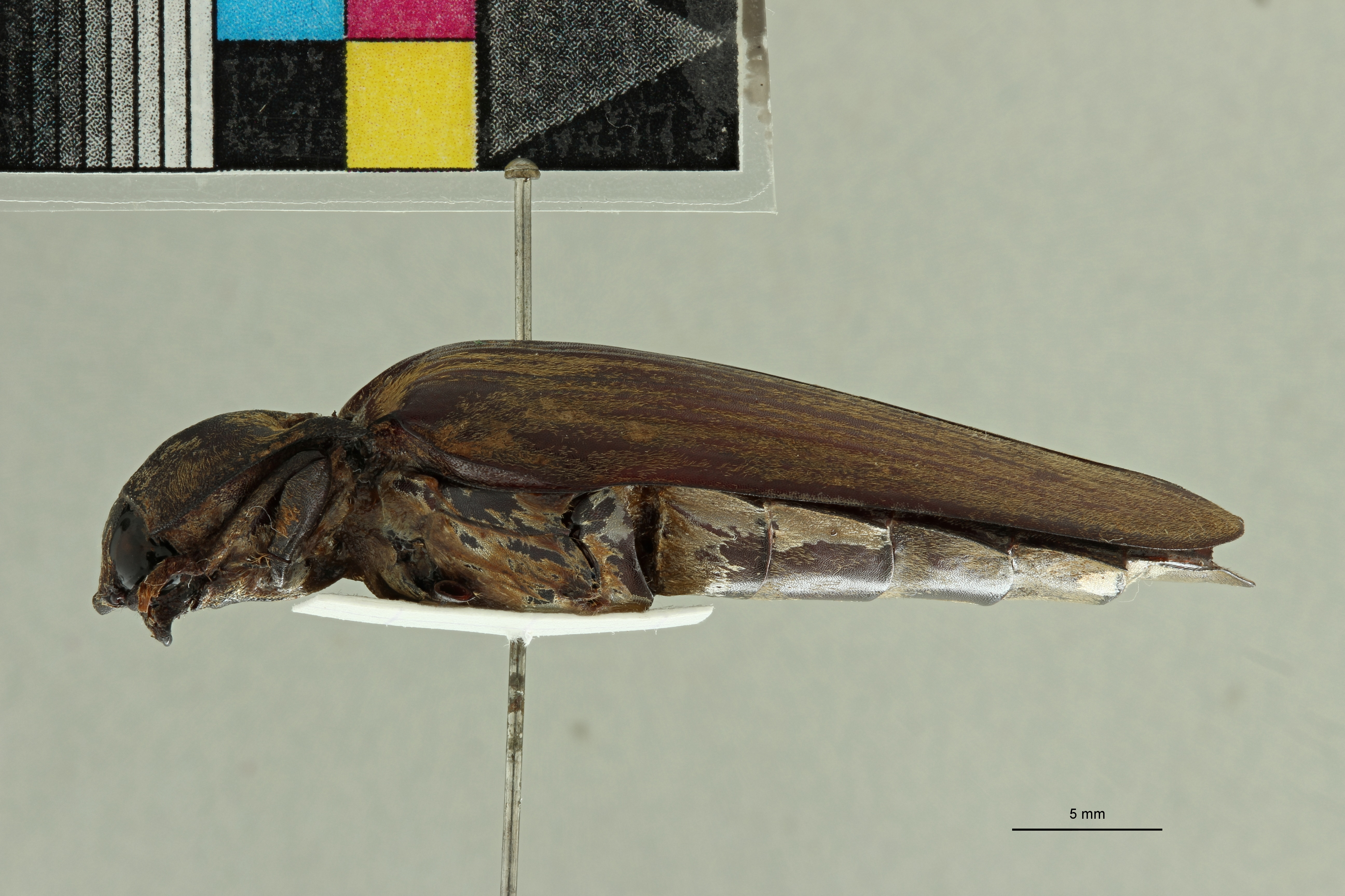 Tetralobus sobrinus t L ZS PMax Scaled.jpeg