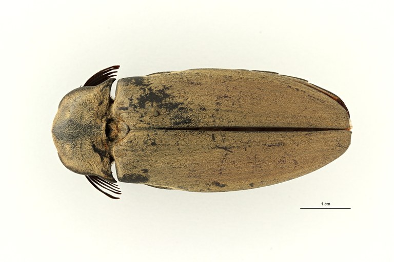 Tetralobus soricinus t D ZS PMax Scaled.jpeg