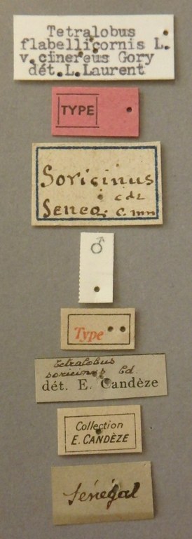 Tetralobus soricinus t Lb.jpg