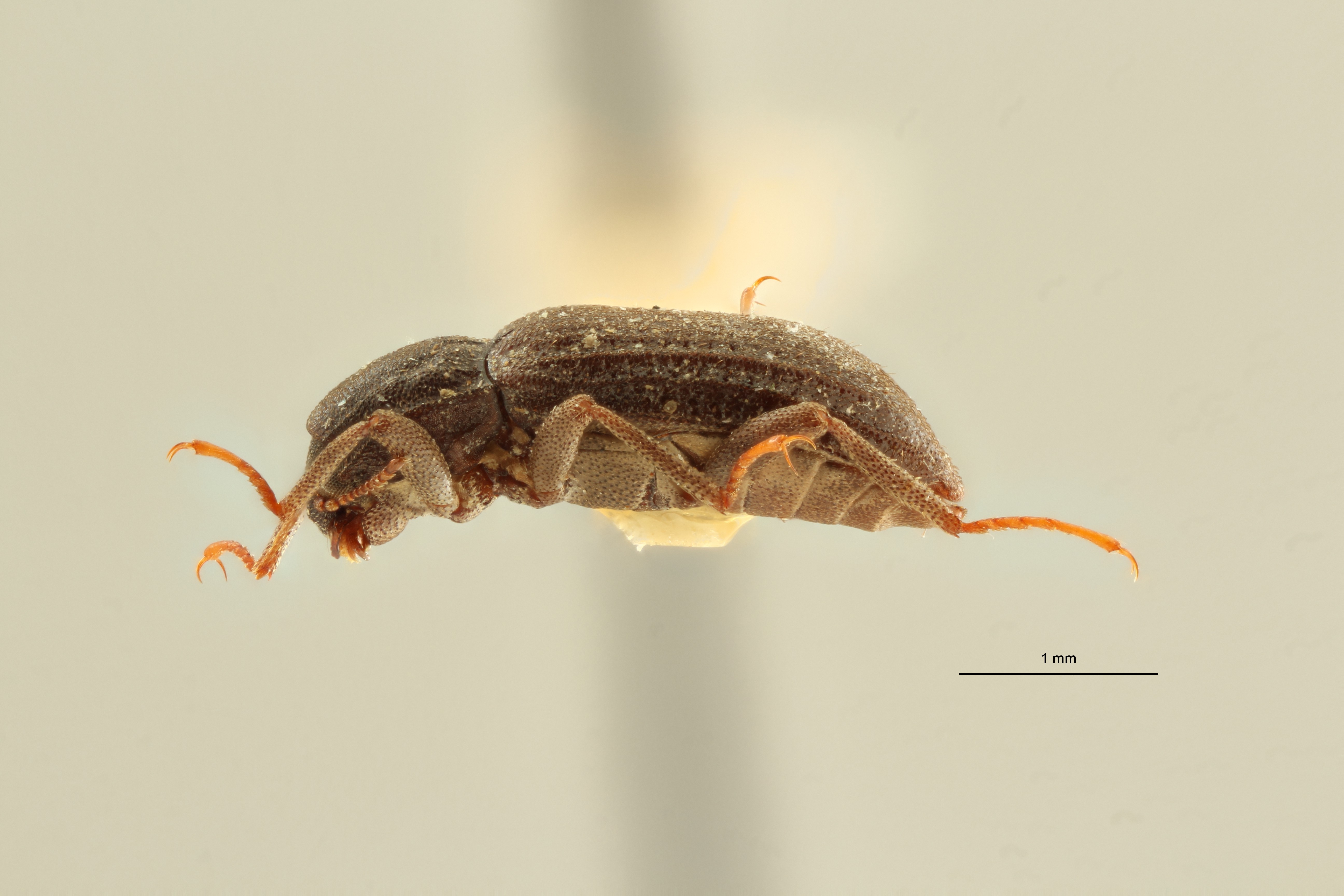 Cylloepus spinipes pt L ZS PMax Scaled.jpeg