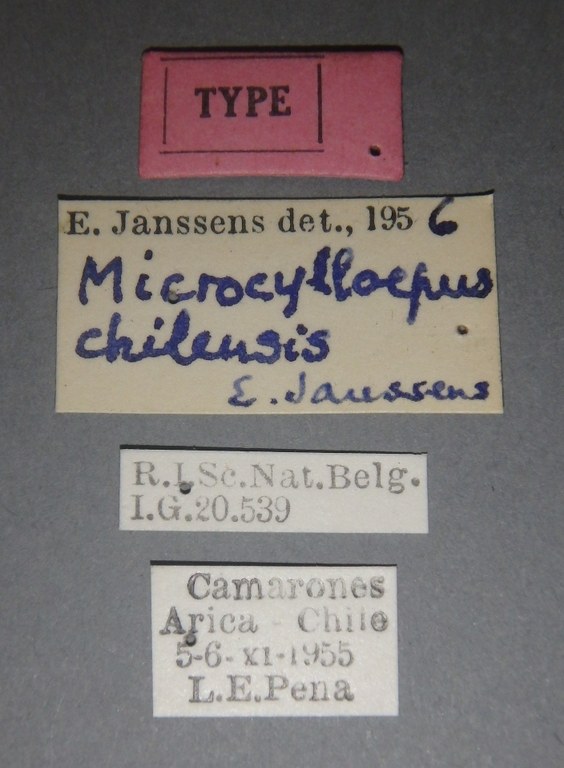 Microcylloepus chilensis t Lb.jpg