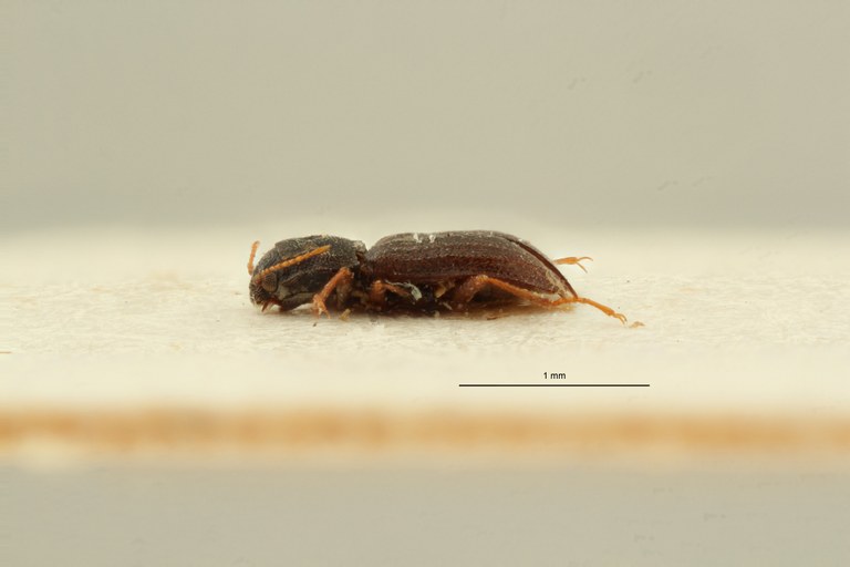 Microcylloepus chilensis pt L ZS PMax Scaled.jpeg