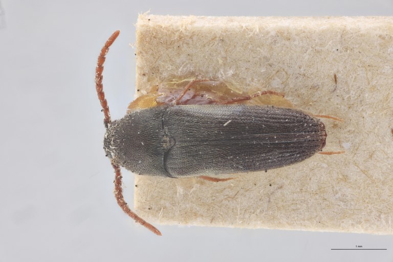 Hylis procerulus D.jpg