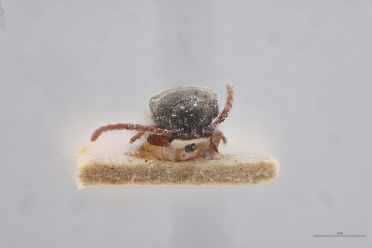Hylis procerulus F.jpg