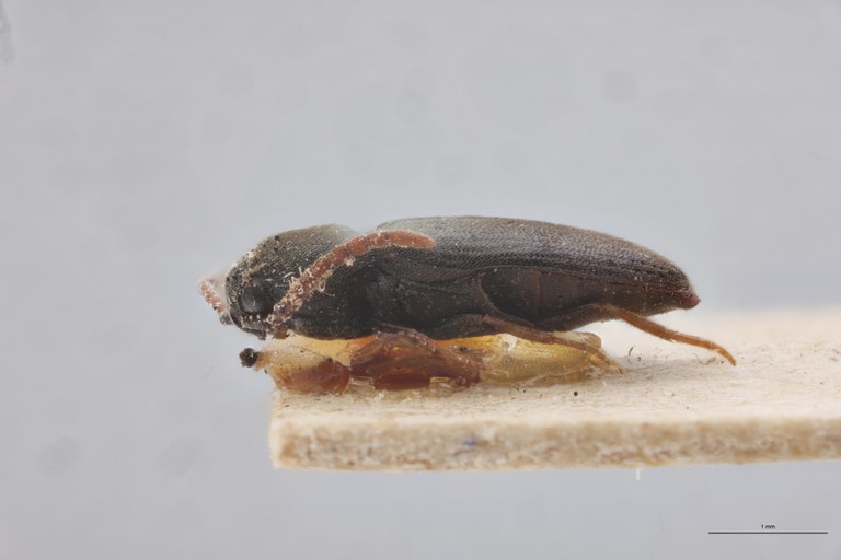 Hylis procerulus L.jpg