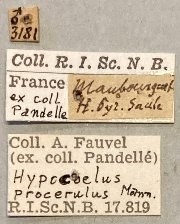 Hylis procerulus Labels.jpeg