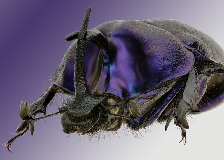 Enoplotrupes sharpi 9816zs43.jpg Enoplotrupes sharpi 9816zs43.jpg