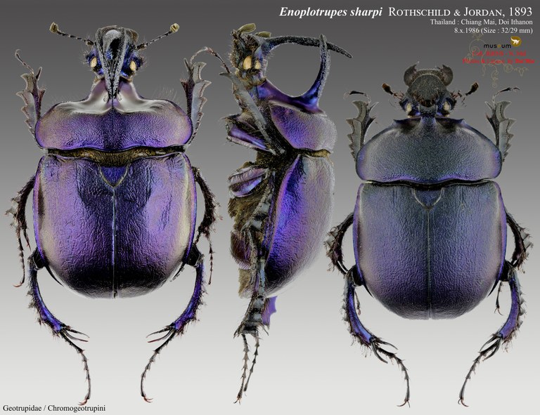 Enoplotrupes sharpi.jpg Enoplotrupes sharpi.jpg