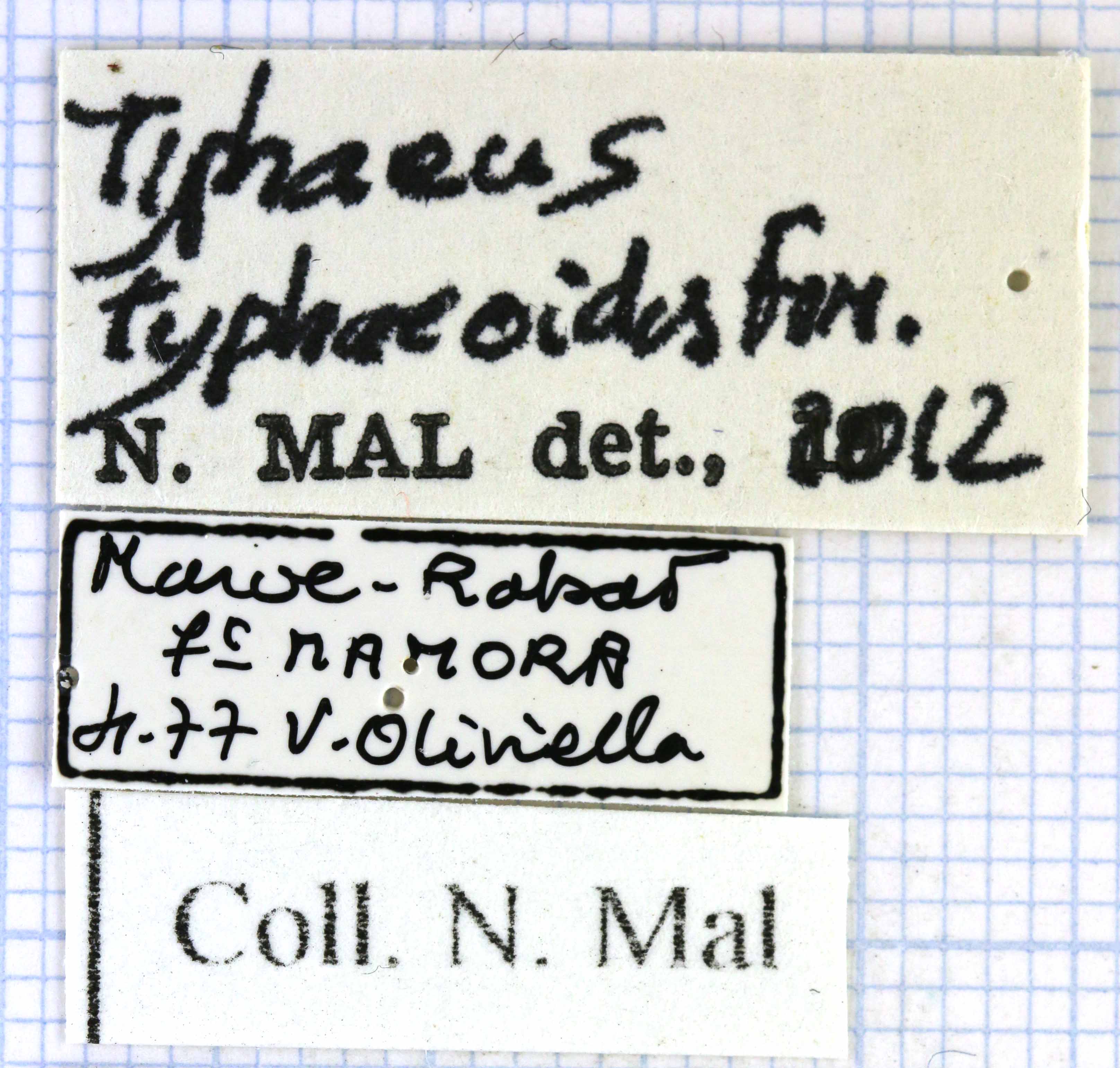 Typhaeus typhoeoides 48069.jpg