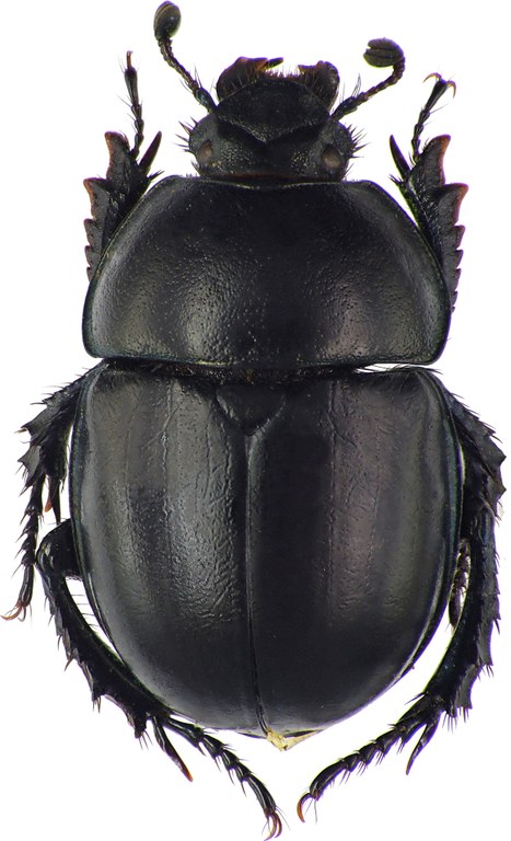 Trypocopris alpinus opacus 68147cz57.jpg Trypocopris alpinus opacus 68147cz57.jpg