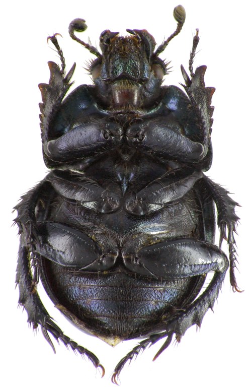 Trypocopris alpinus opacus 68173cz79.jpg Trypocopris alpinus opacus 68173cz79.jpg