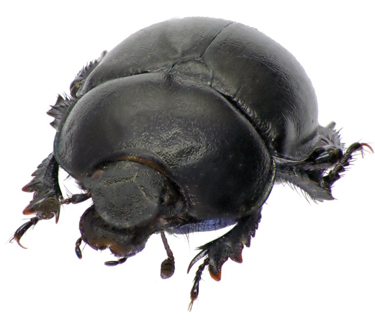 Trypocopris alpinus opacus 68180cz92.jpg Trypocopris alpinus opacus 68180cz92.jpg