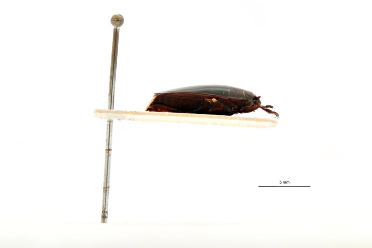 Macrogyrus leopoldi pt L.jpg