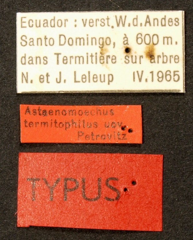Astaenomoechus termitophilus TYP Lb.JPG