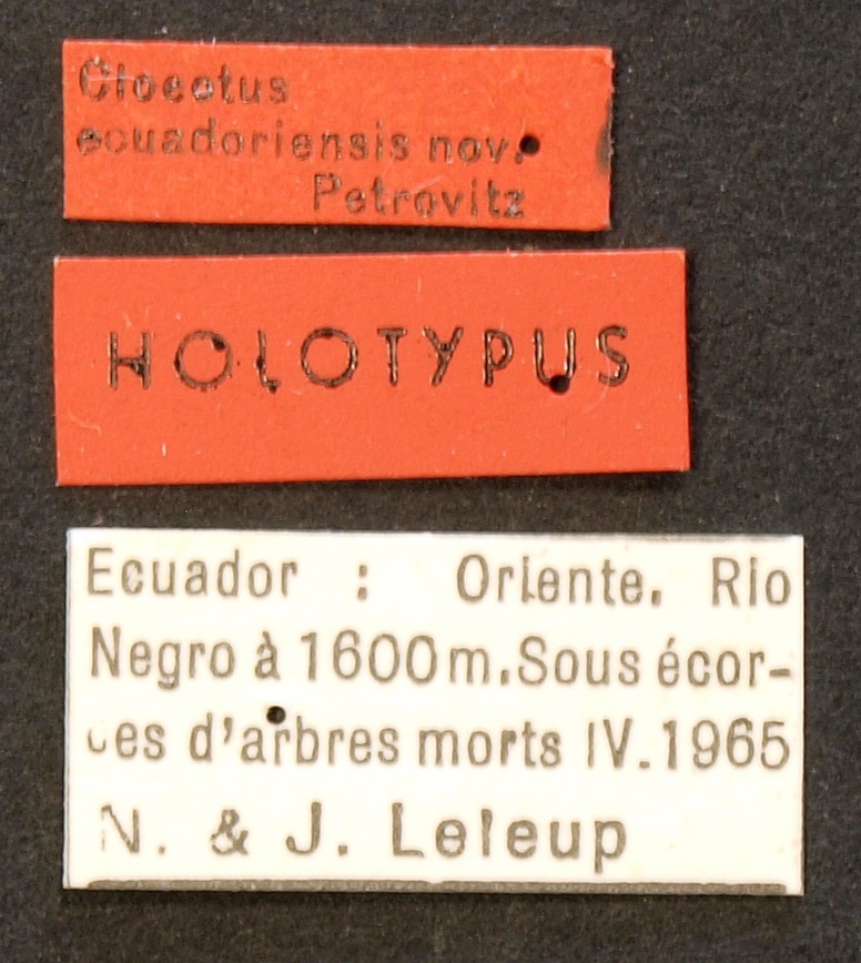 Cloeotus ecuadoriensis HT Lb.JPG