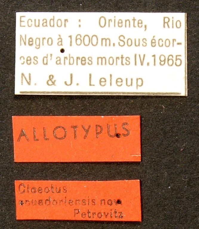 Cloeotus ecuadoriensis ALT Lb.JPG