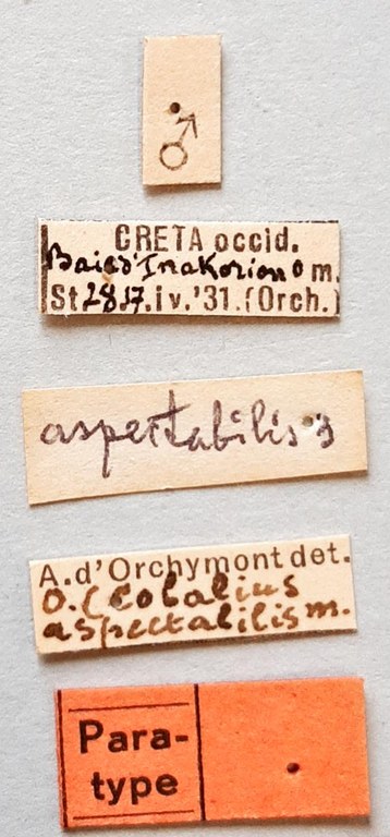 Ochthebius aspectabilis Pt labels