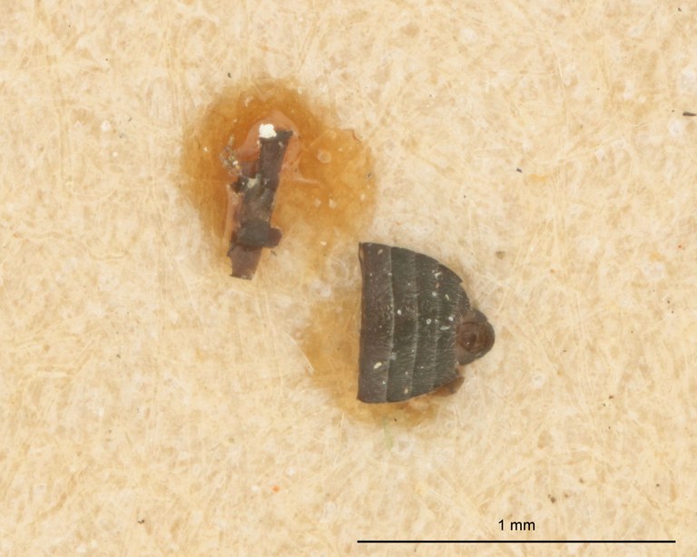 Ochthebius aspectabilis Pt abdomen