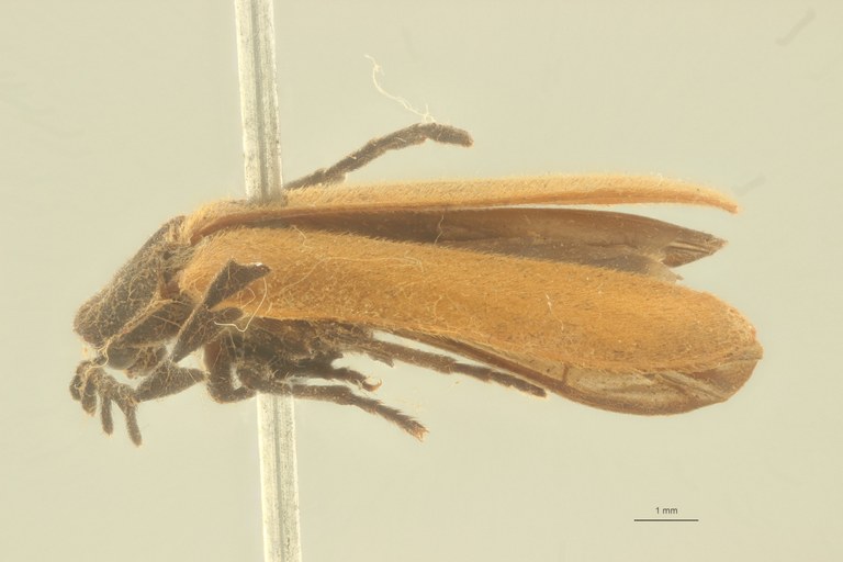 Vesta brunnipennis t L